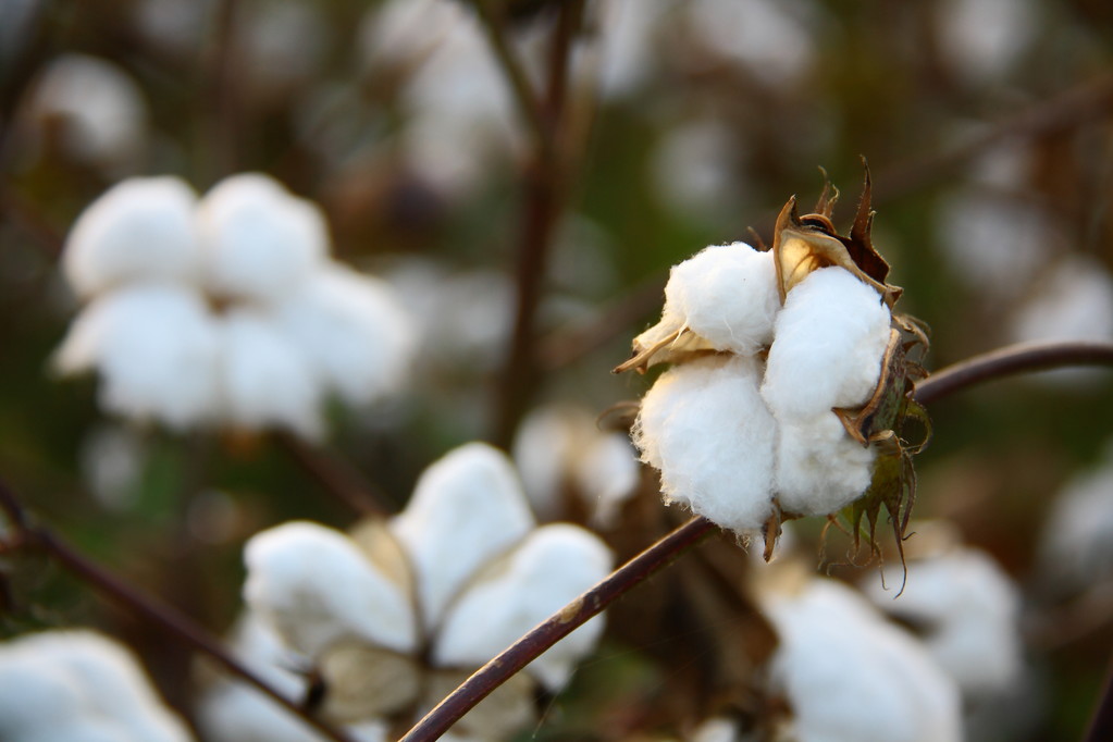主产区公共卫生事件影响减弱 棉花上方压力将显现