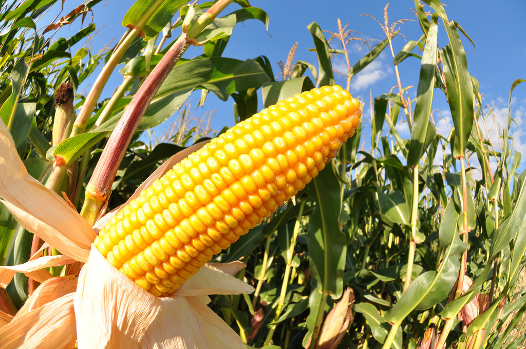国内产需缺口仍存 短期玉米或维持高位盘整