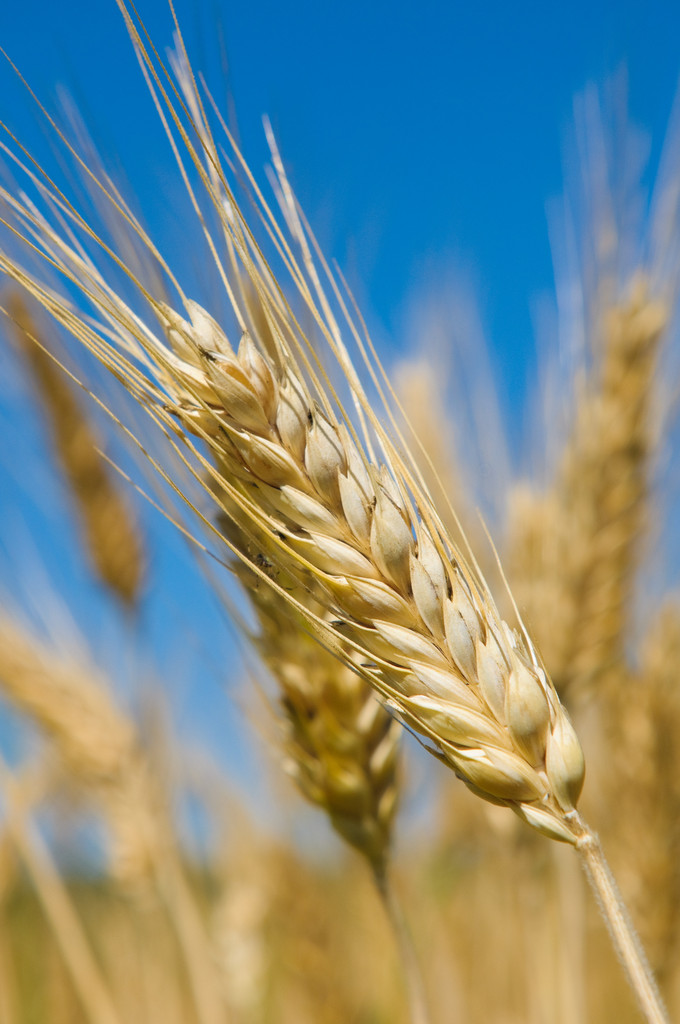 短期内阶段性供应偏紧支撑下 国内小麦市场价格将继续坚挺运行