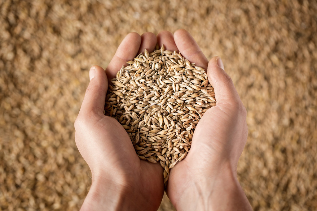 CBOT小麦自3个月低点反弹 乌克兰谷物出口同比下降