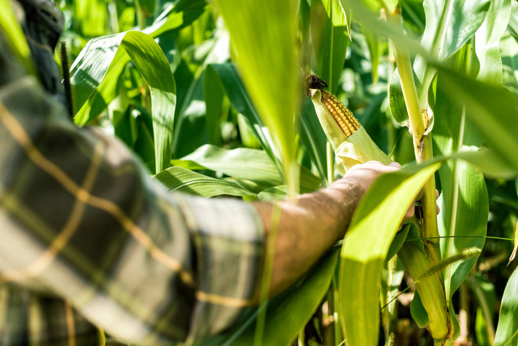 市场有效供给不足 玉米季节性供给压力后移