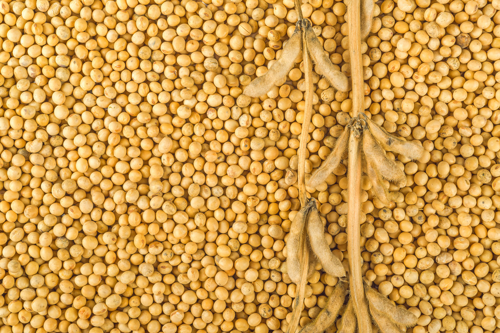 豆粕：美豆震荡上行 关注南美天气及美豆需求