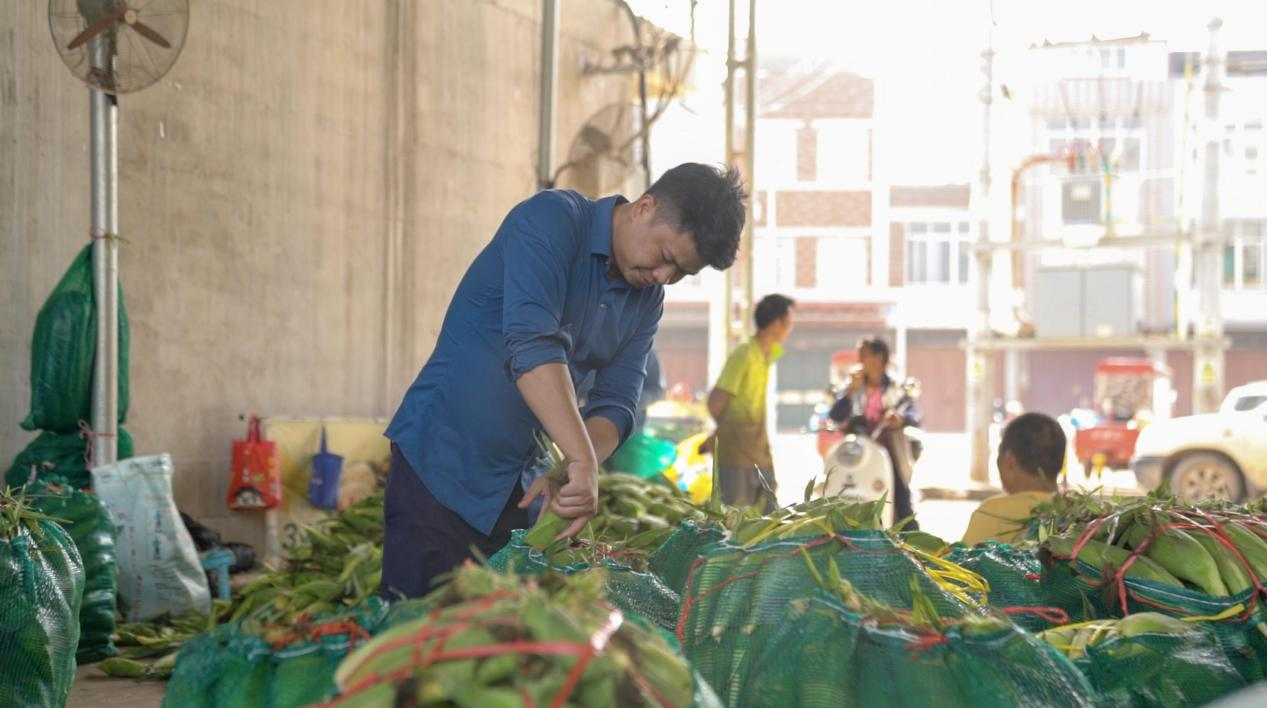 “中国甜玉米之乡”图鉴：年轻人做电商 每月销量10万+