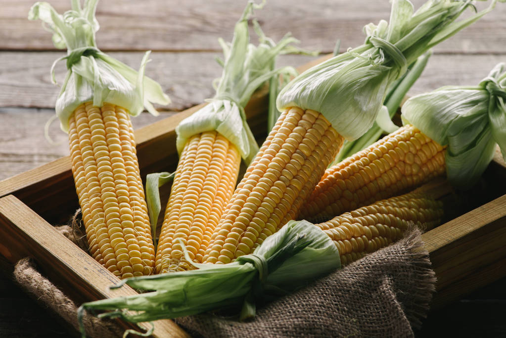 售粮积极性有望适度提高 玉米价格或偏弱回调