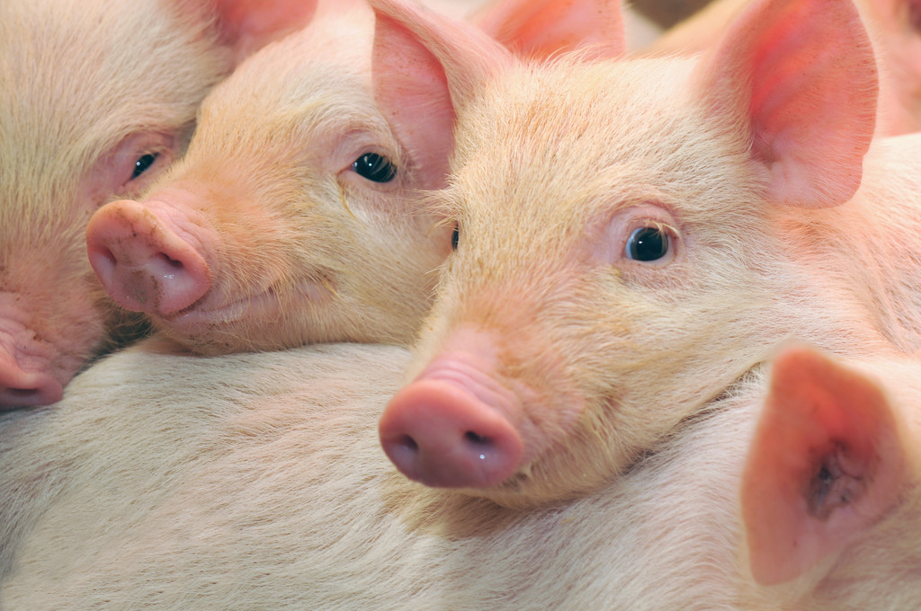 屠企收猪难度有所增加 生猪价格或将继续回升