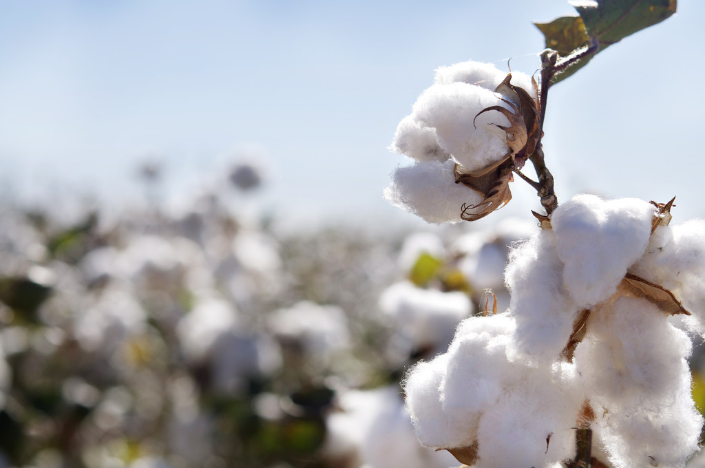 下游纺织厂开工率受限 短期棉花市场宽幅震荡运行