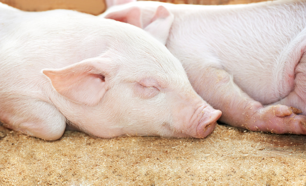 生猪产能仍处于恢复周期 短期现货波动加剧