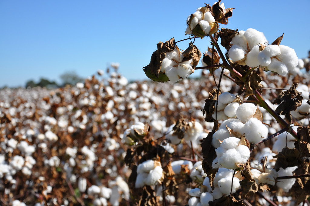 原油及谷物疲软打压 短期棉花缺乏新的因素指引
