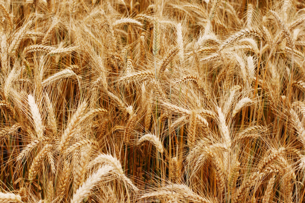CBOT小麦自低点反弹 美国谷物竞争力下降