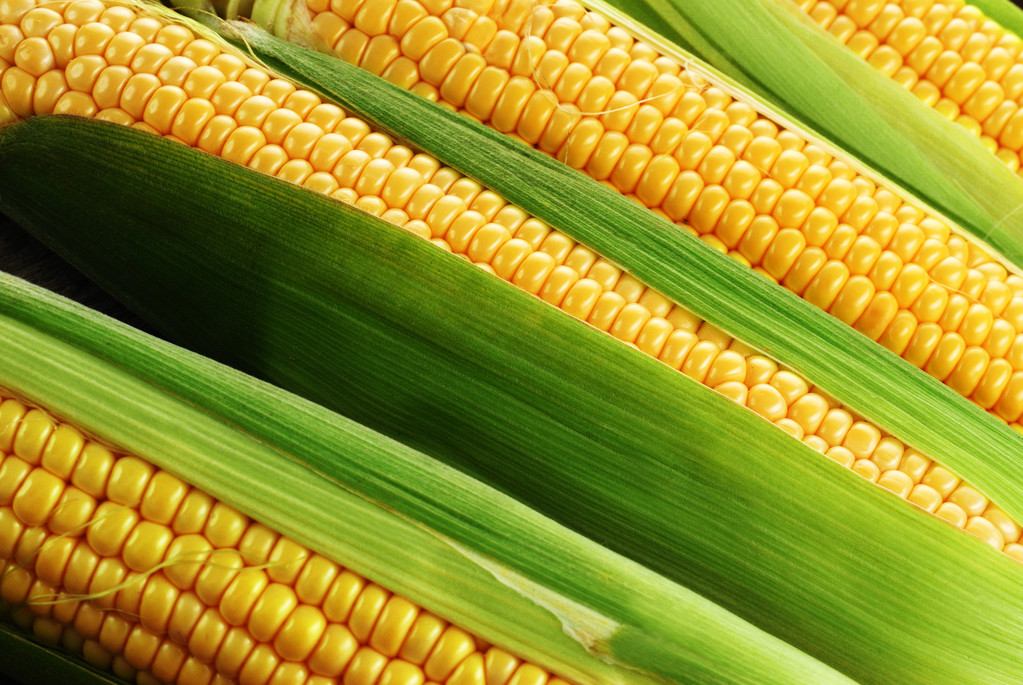 出口表现不佳压制外盘 国内玉米市场分歧加大