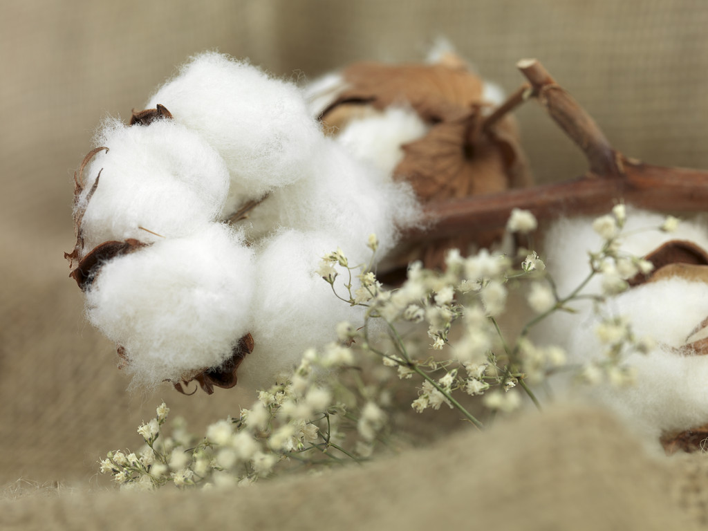 物流停运增加 年前棉花上涨趋势或放缓