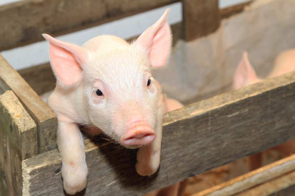 远月合约跌破养殖成本 生猪向下空间可能有限