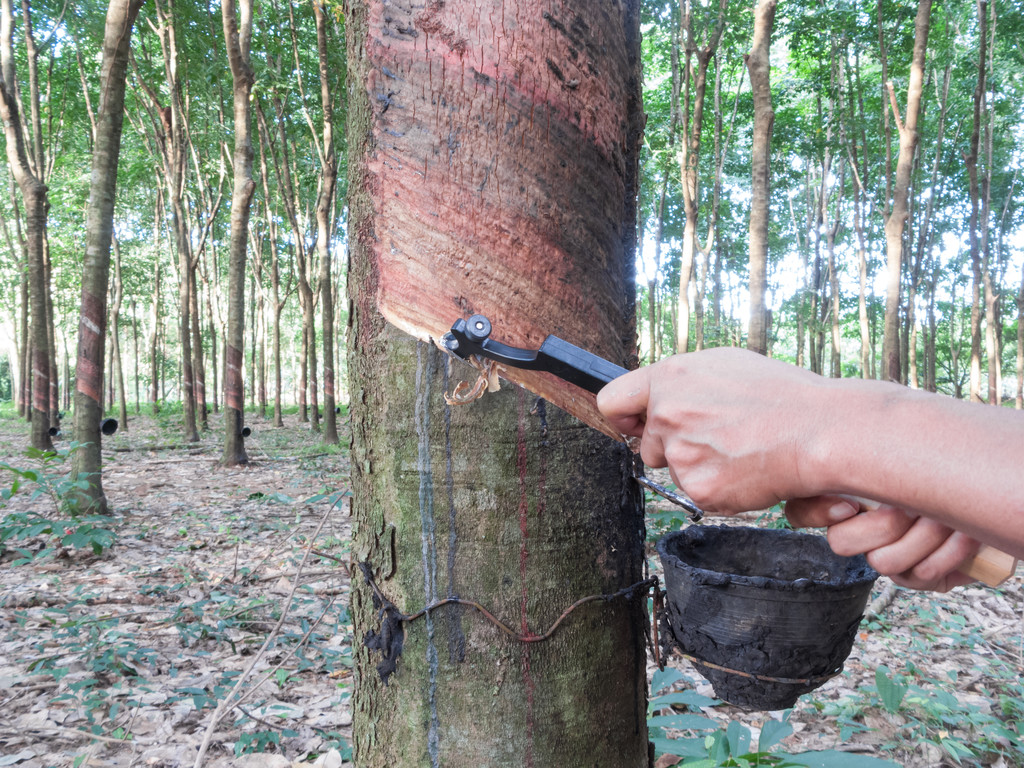 下游原料采买节奏加快 预计天胶价格偏强震荡