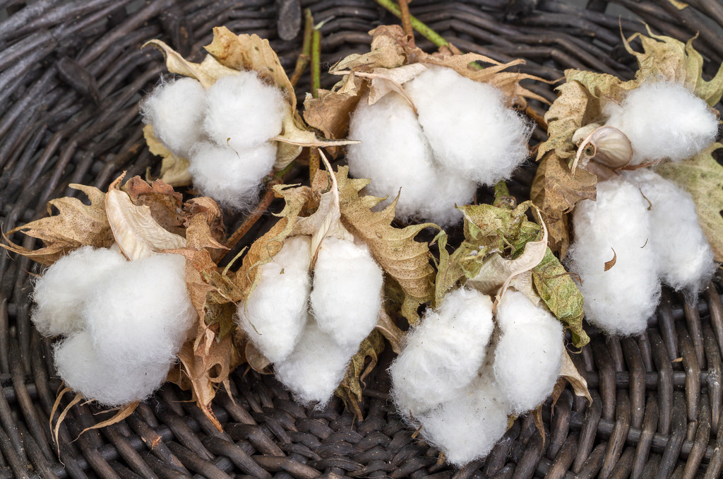 市场需求未完全恢复 短期棉花或维持震荡运行