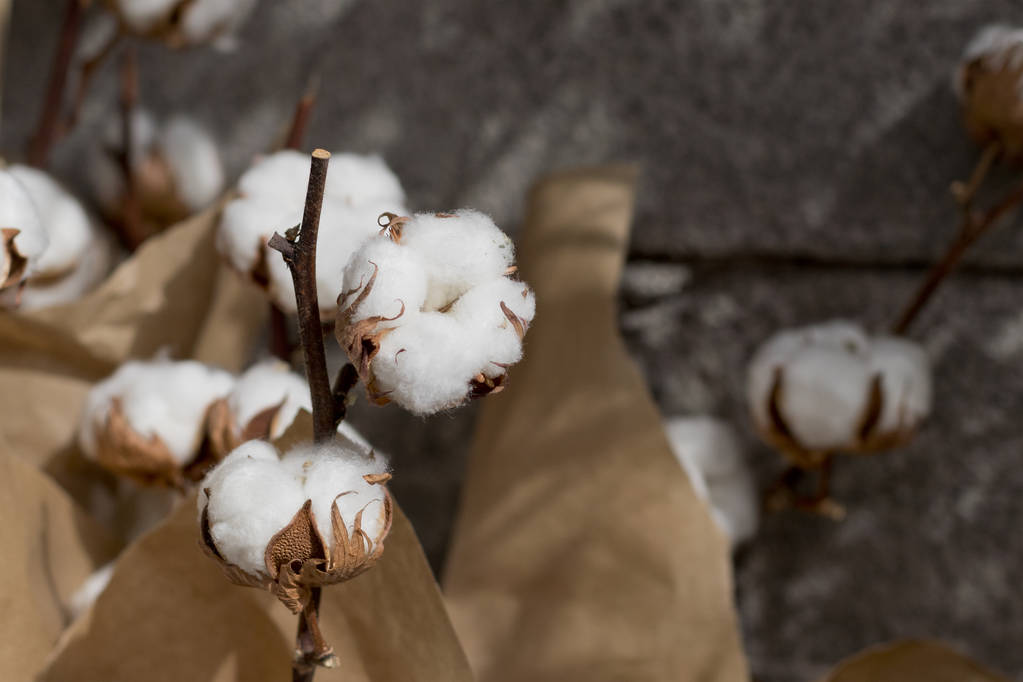 棉花主力一度跌超2% 后市行情有何展望？