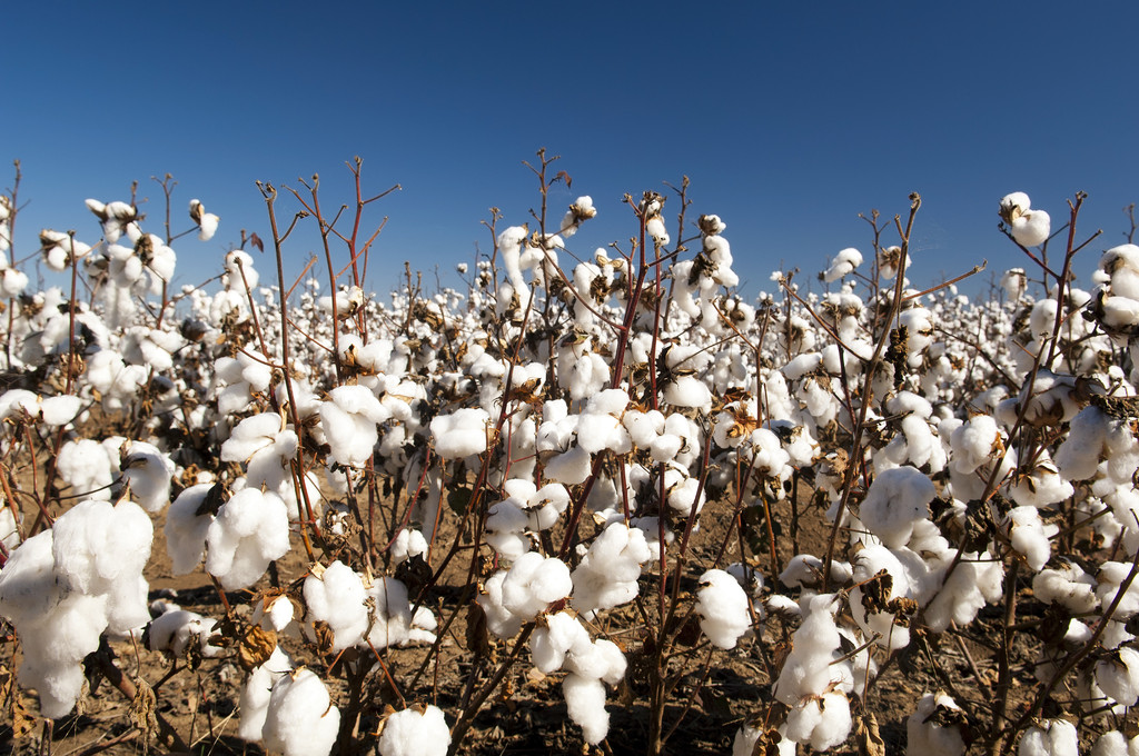 国内棉花市场情绪降温 关注美棉出口周报