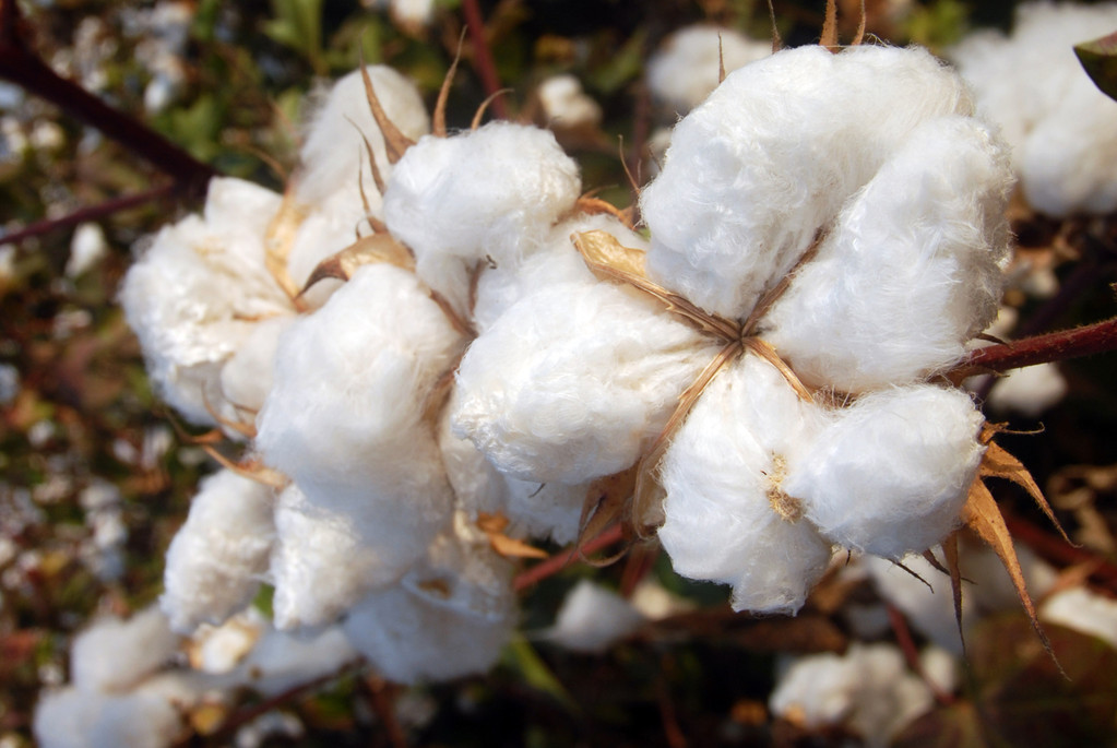 全球供需呈现两弱格局 棉花短期或偏弱震荡