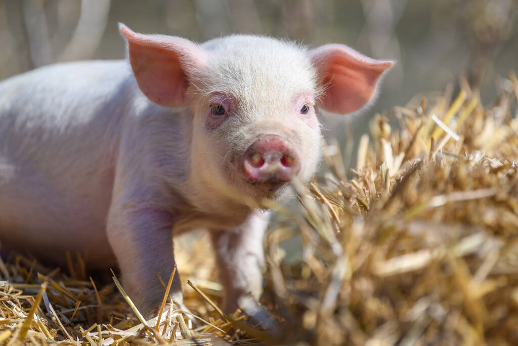 市场二次育肥热度不减 生猪多头趋势正在酝酿