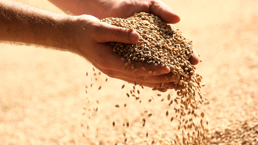 美国小麦出口不振 CBOT小麦期货有所下跌