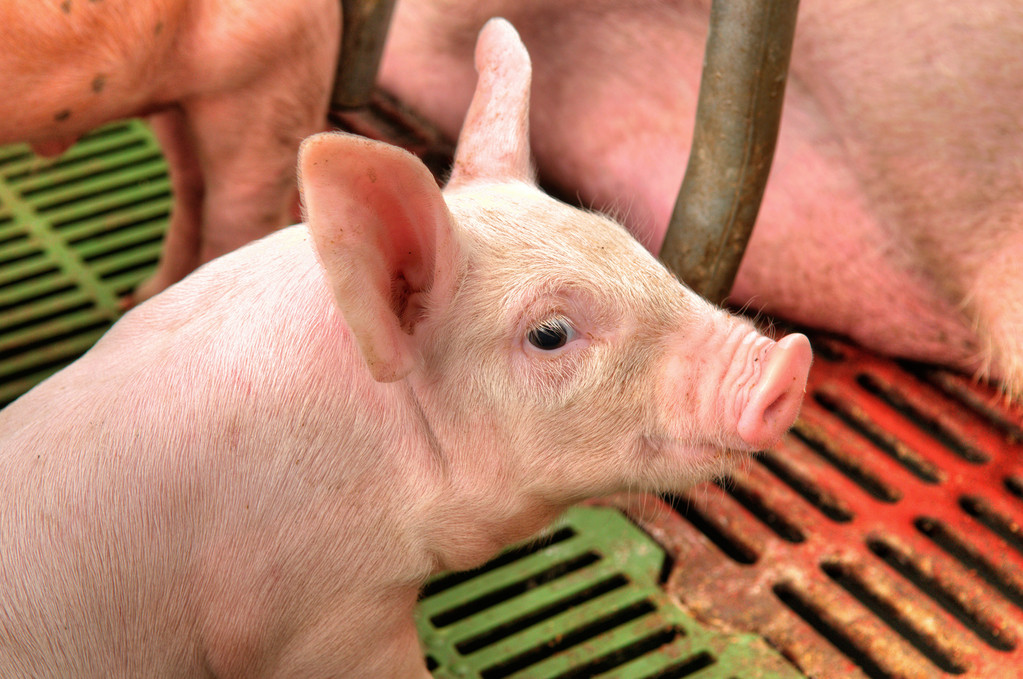 生猪期货主力涨超2%