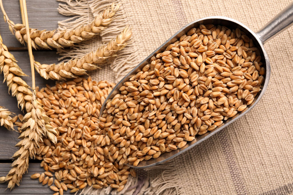 印度高温影响小麦产量 CBOT小麦市场触及低点