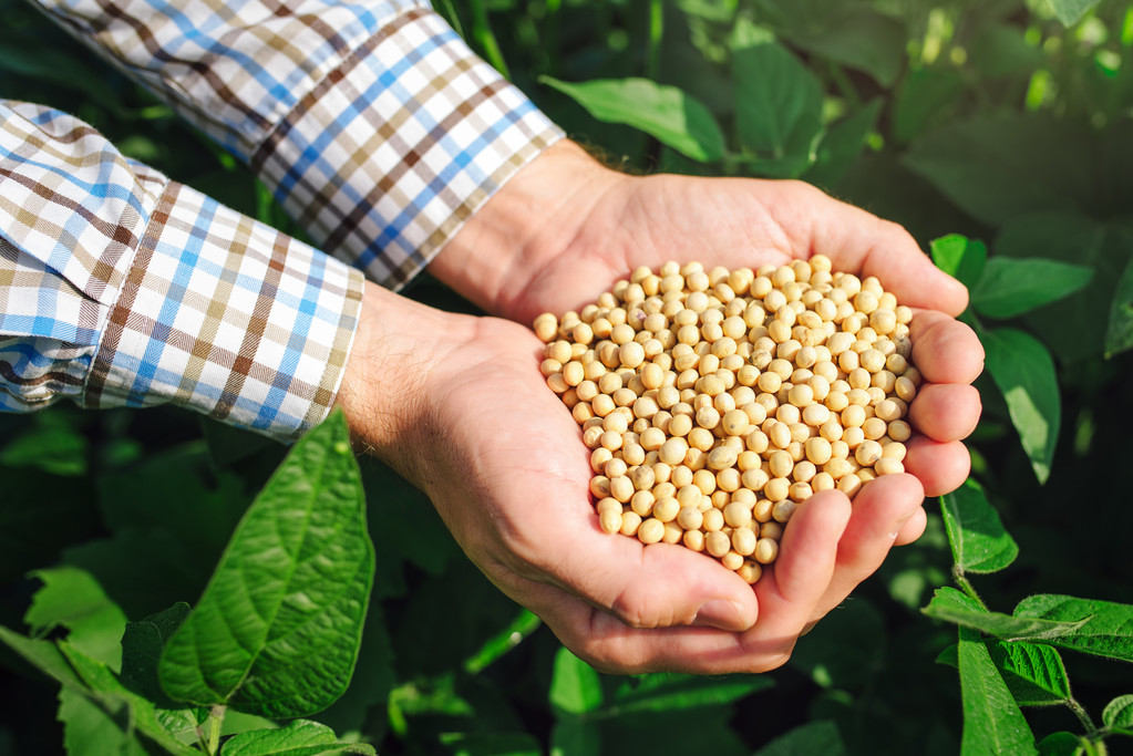 大豆增产压制盘面高度 豆粕短期或区间震荡