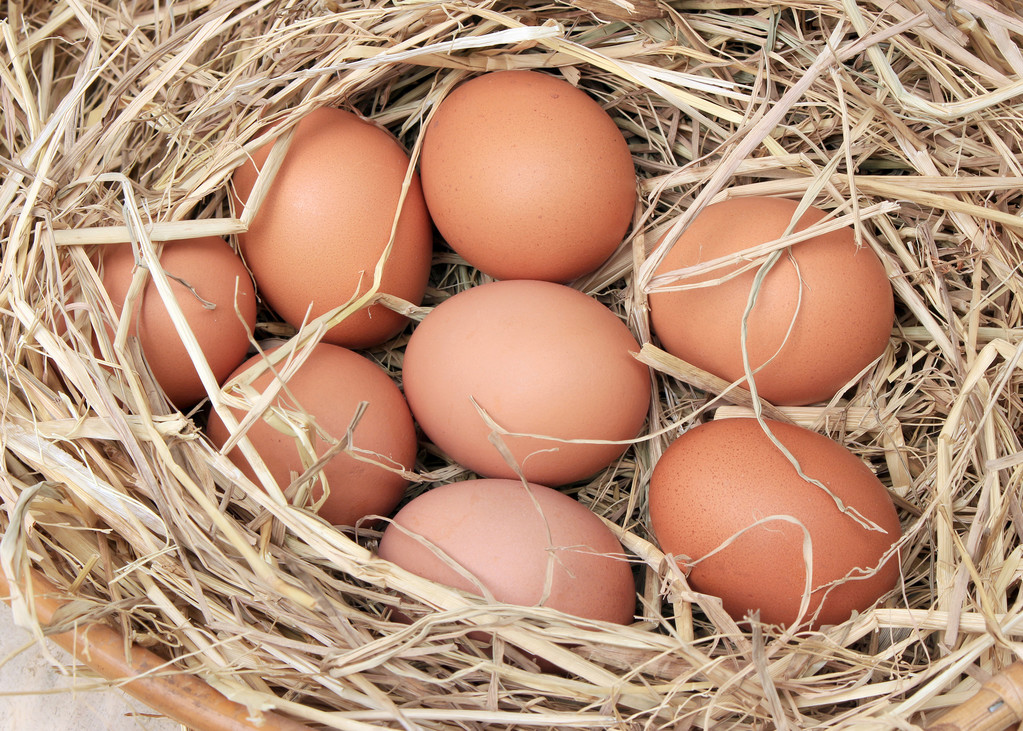 养殖端处于盈利区间 鸡蛋价格整体仍处高位