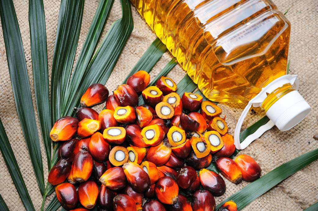 棕榈油需求逐步回升 近期盘面或有反弹