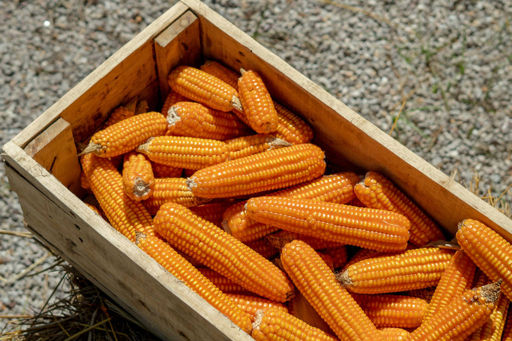 深加工进入淡季 预计玉米期价震荡下跌