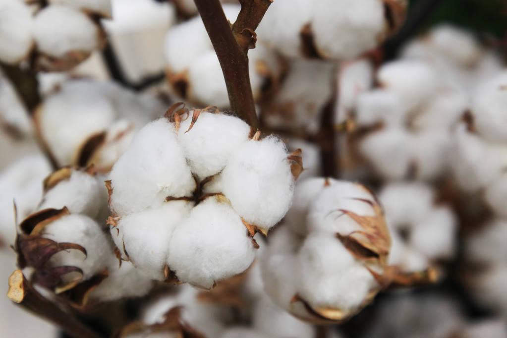 棉企销售积极性较好 棉花期货短期震荡反弹