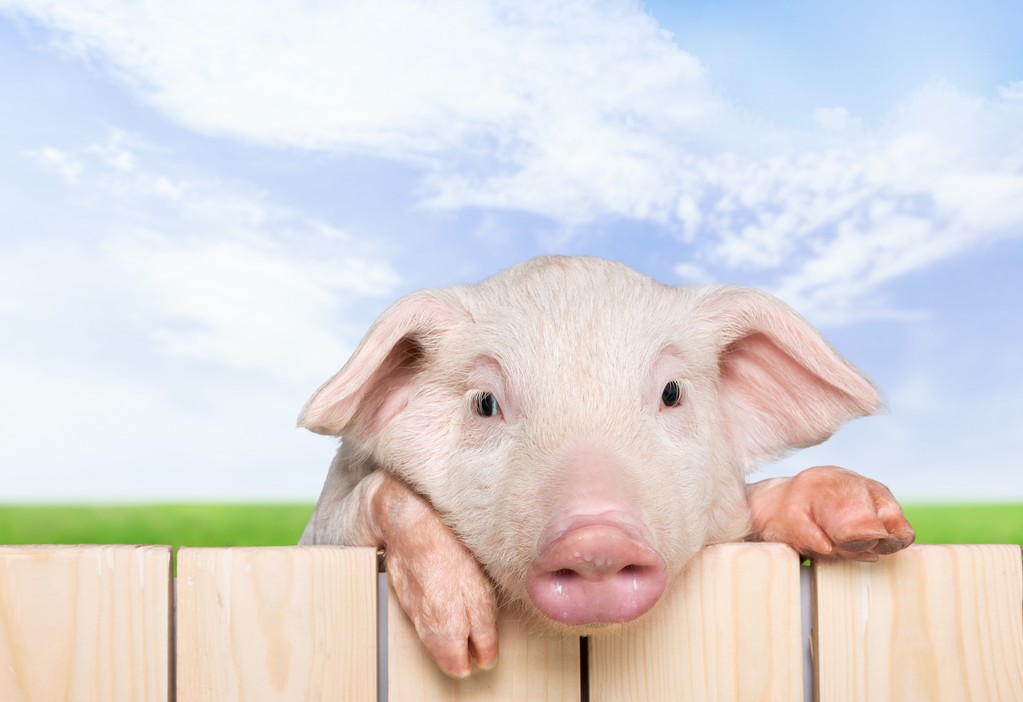 猪肉消费性价比再度凸显 生猪近端或单边反弹