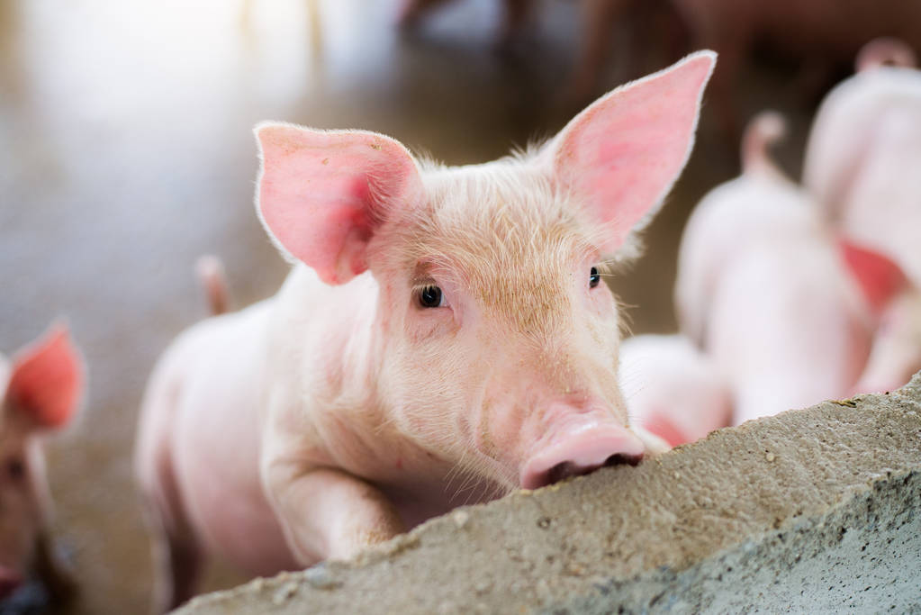 肥猪需求越发低迷 生猪期货远月重回弱势