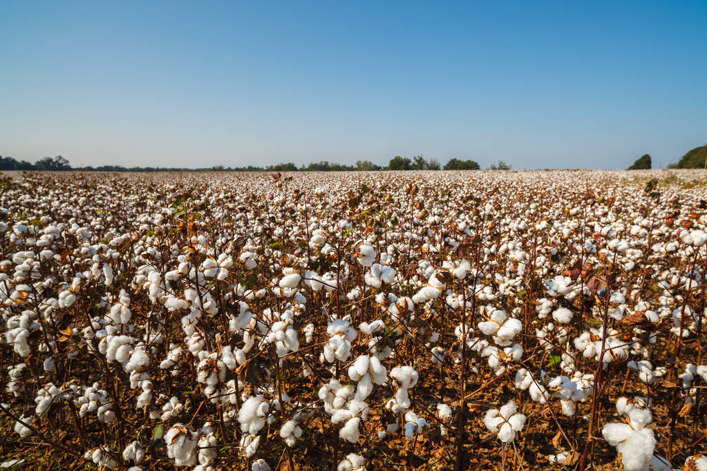 全球棉花供给新变数