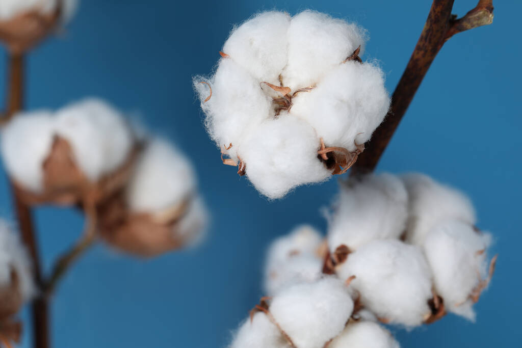 棉花主力涨逾2% 后市行情该如何分析？