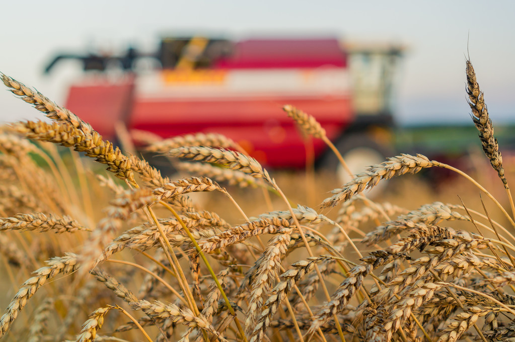 IGC上调全球小麦面粉贸易预测