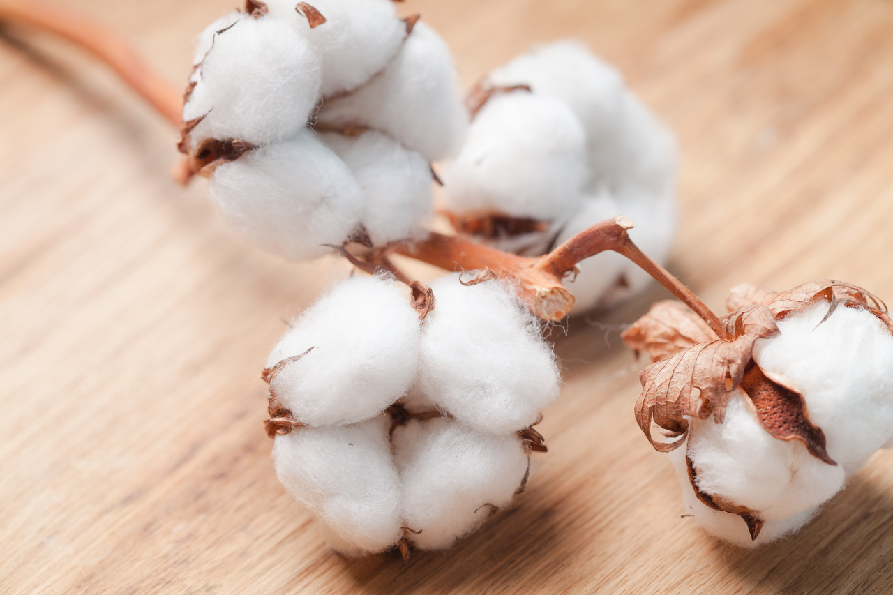 二季度北半球新棉开始播种 棉价重心有望上移