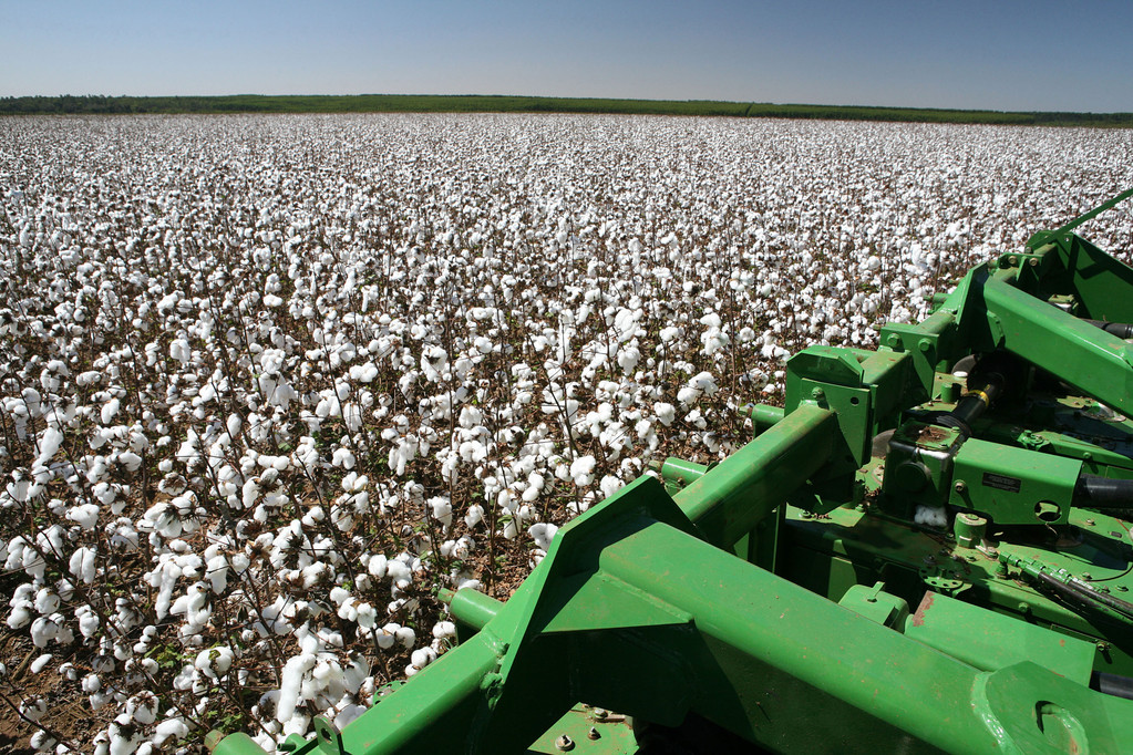 中国棉花种植面积缩小 产量下降