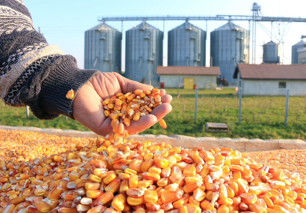 取消56万吨美国订单！中国从南非进口“优质”饲料玉米