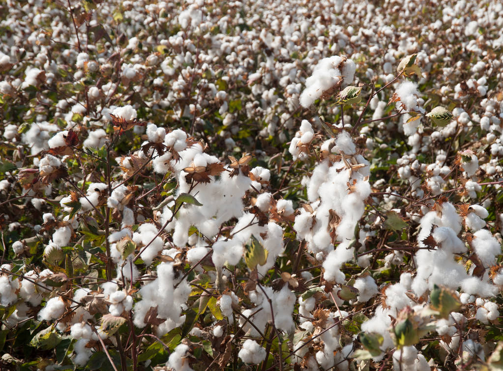 印度棉花协会将2022-23年度的棉花产量预计下调至2980万包