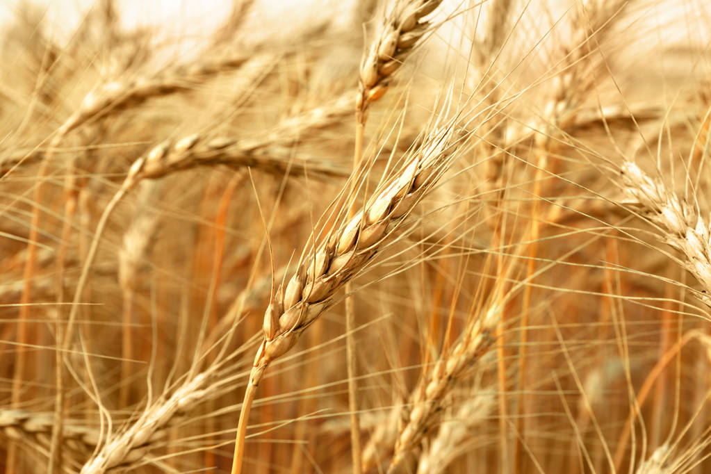 美小麦供应低于预期 CBOT小麦市场人气提振