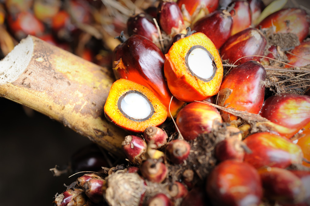 厄尔尼诺影响棕榈油生产力