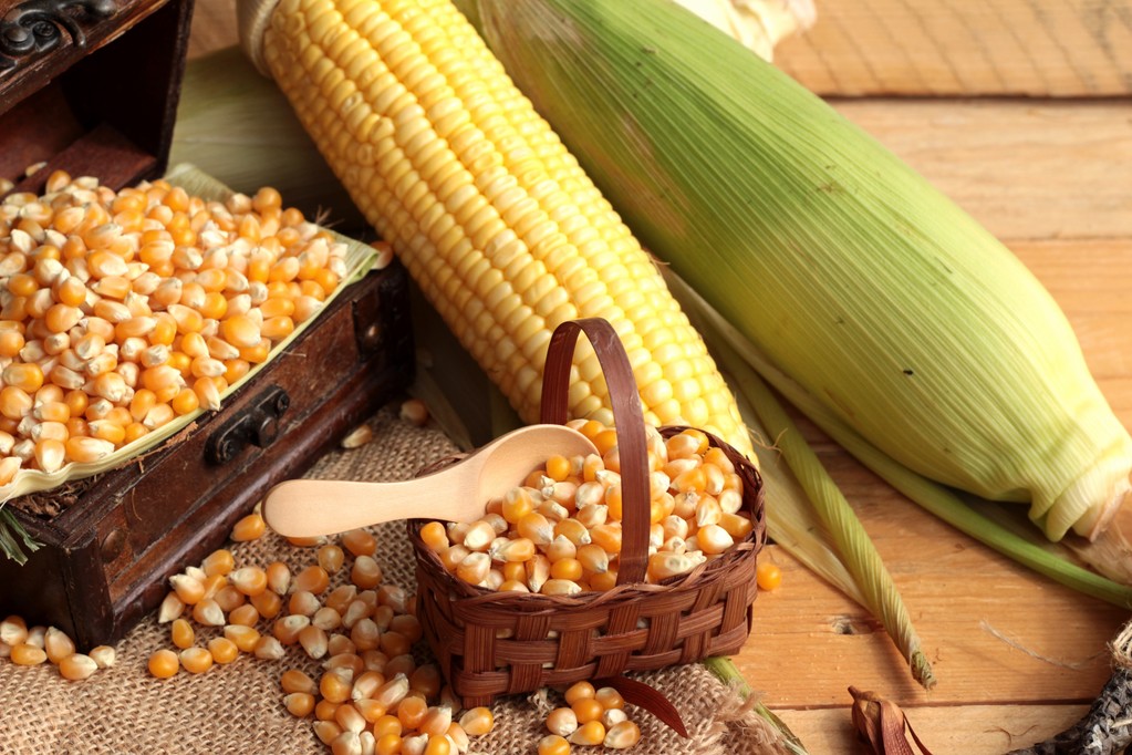 玉米市场偏空环境未改善 巴西产量前景乐观