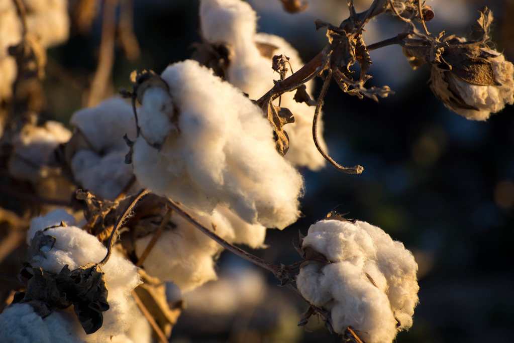 棉花进入季节性消费淡季 预计行情为短期技术调整