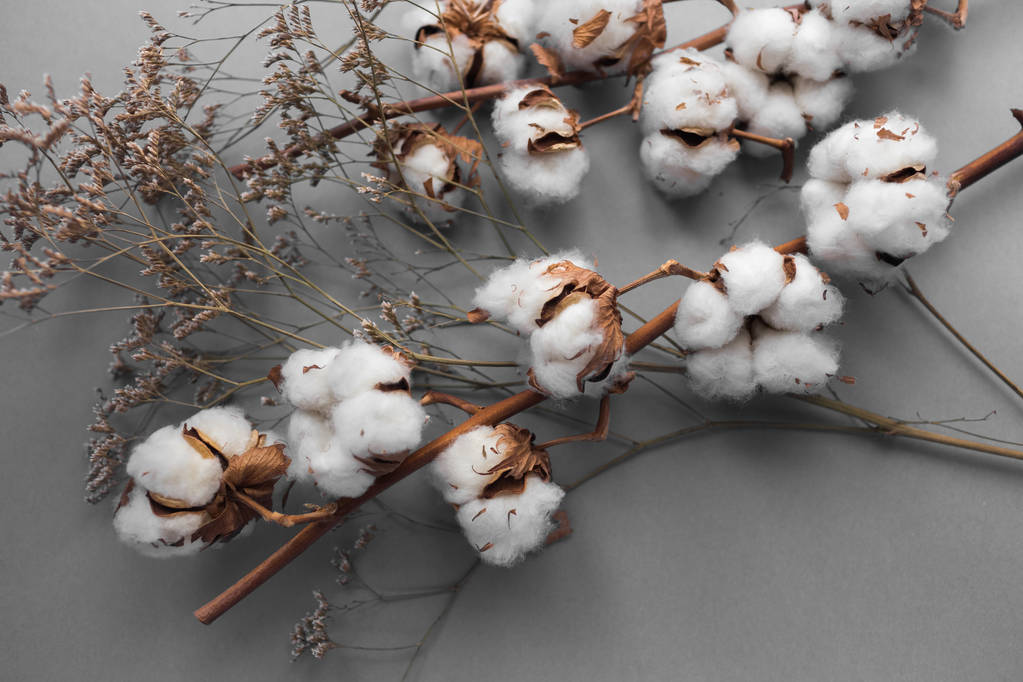 棉花价格短期易涨难跌 新年度植棉面积下降
