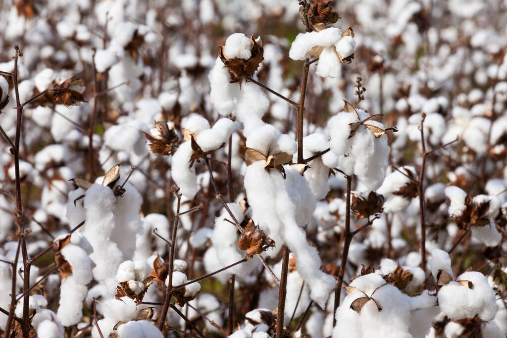 棉花大幅度放量上涨 消费呈现淡季不淡情况