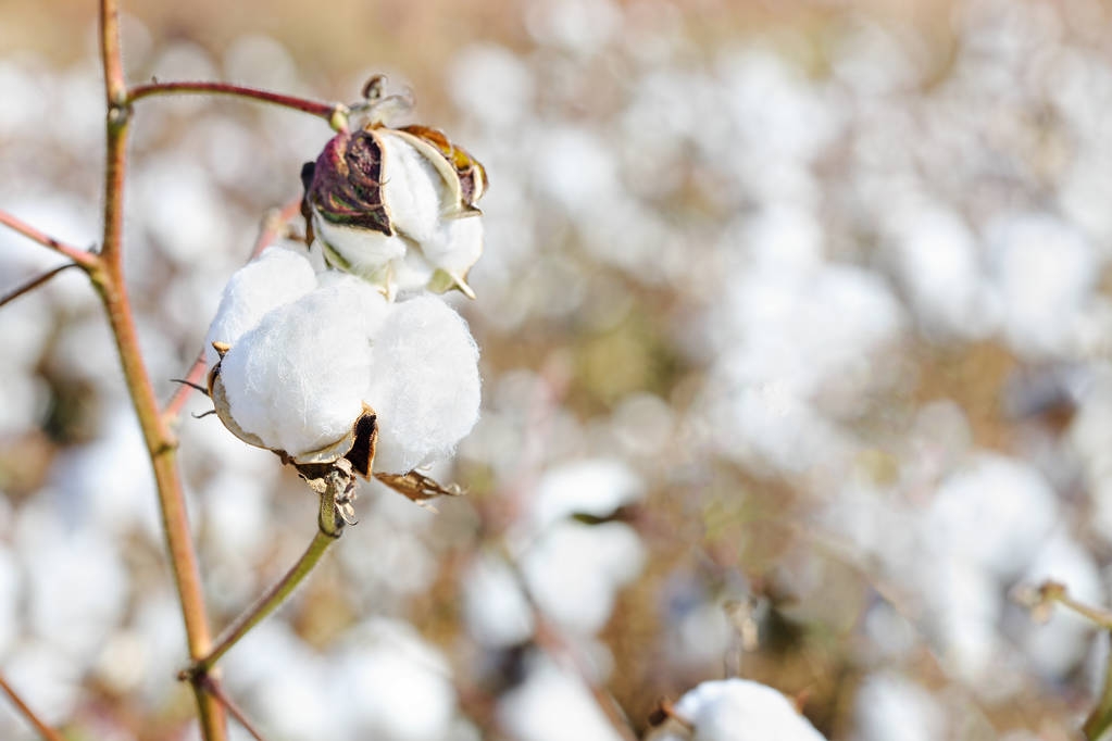 需求有缓慢恢复预期 短期内预计棉花期货高位震荡