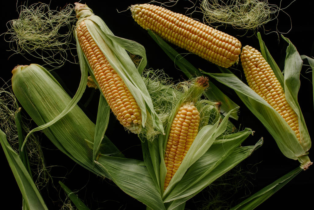 玉米维持区间波动预期 新季生长或进入关键期