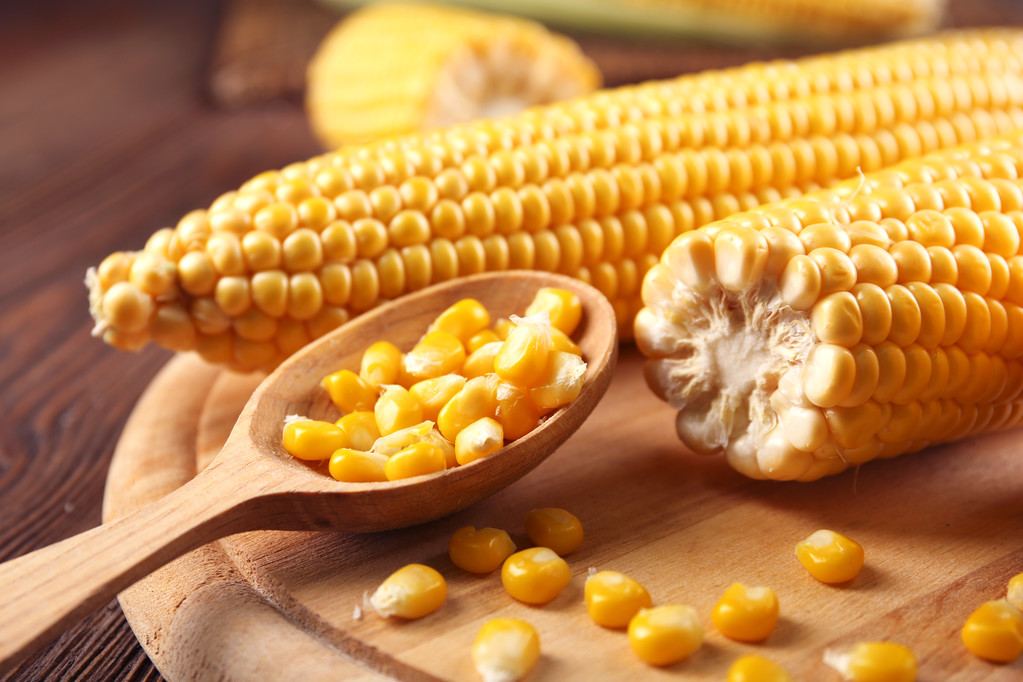 养殖利润仍然欠佳 玉米期货盘面短线震荡整理