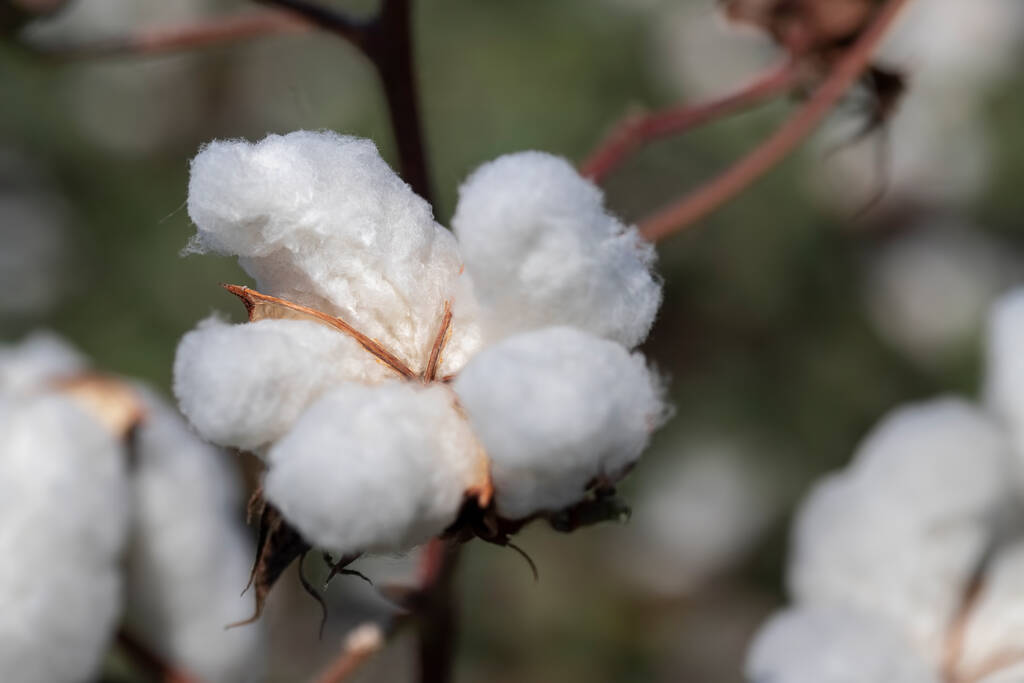 棉花基本面缺乏实质利好 行业淡季下需求承压