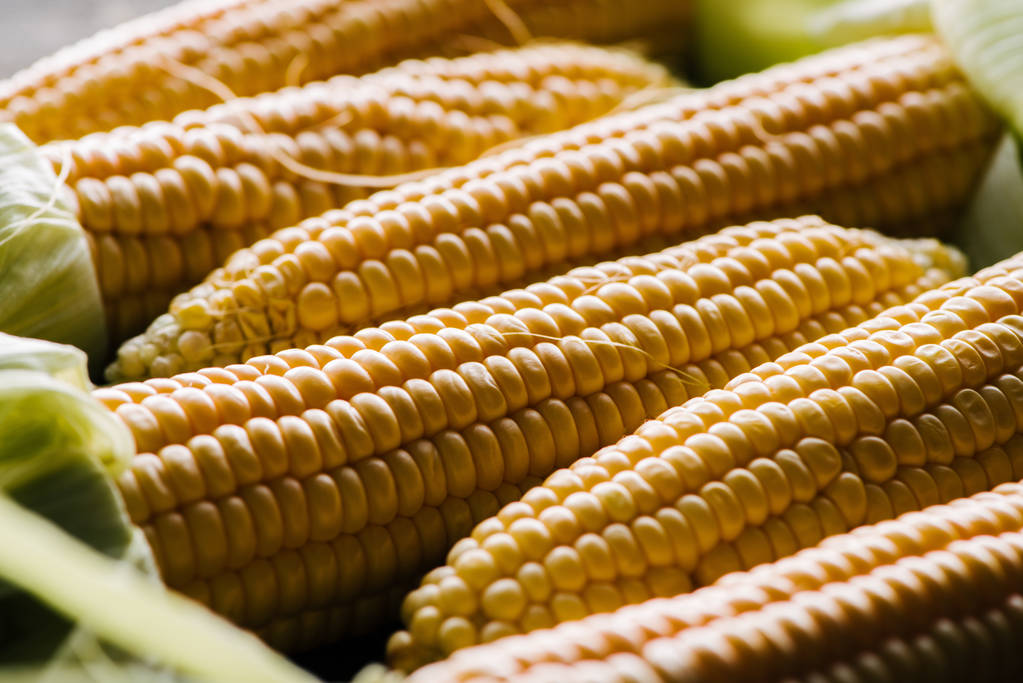 宏观经济政策利多有望延续 玉米期货价格止跌反弹